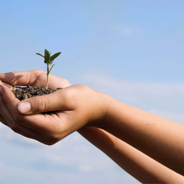 hands with seedling